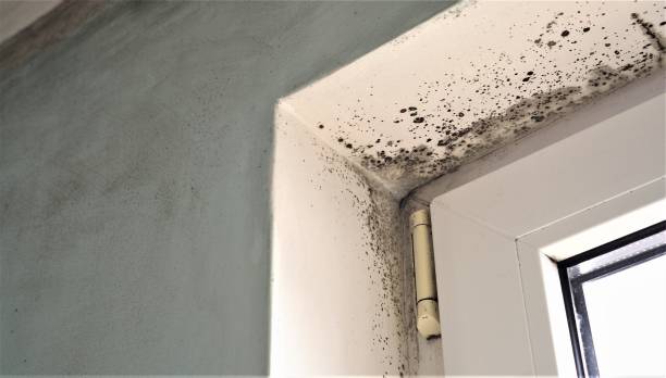Best Mold Damage Restoration  in Englishtown, NJ