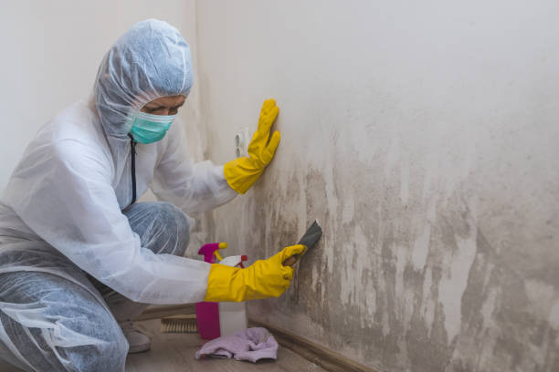 Best Water Damage & Mold Remediation  in Englishtown, NJ