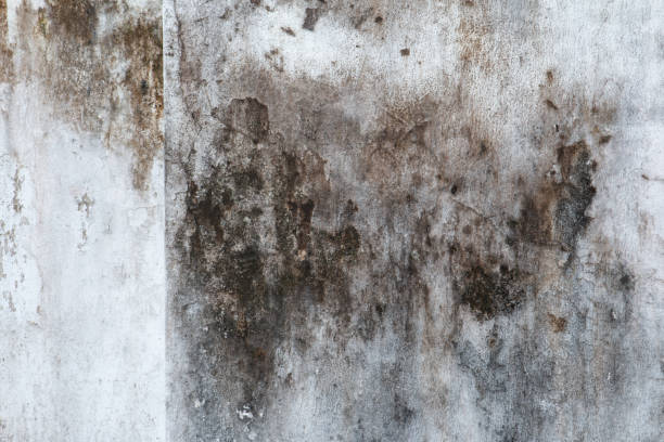 Best Industrial Mold Remediation  in Englishtown, NJ