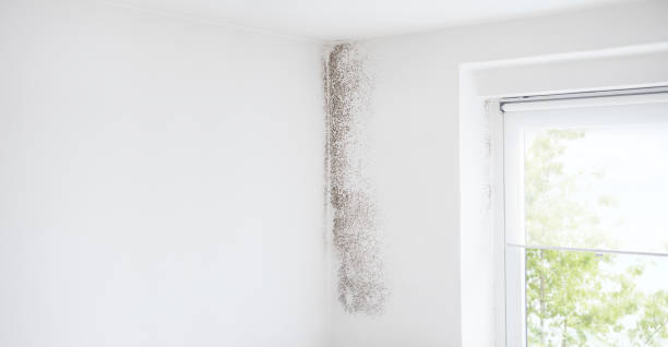 Professional Mold Removal in Englishtown, NJ