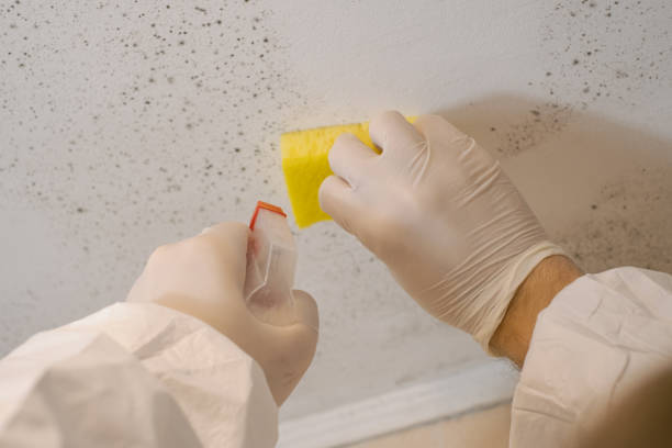 Best Comprehensive Air Testing for Mold Contaminants  in Englishtown, NJ