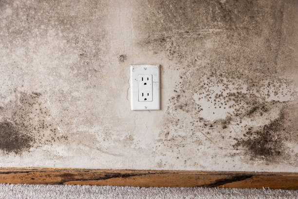 Best Mold Documentation for Insurance Claims  in Englishtown, NJ