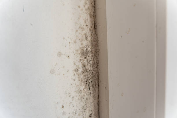 Forensic Mold Investigation in Englishtown, NJ